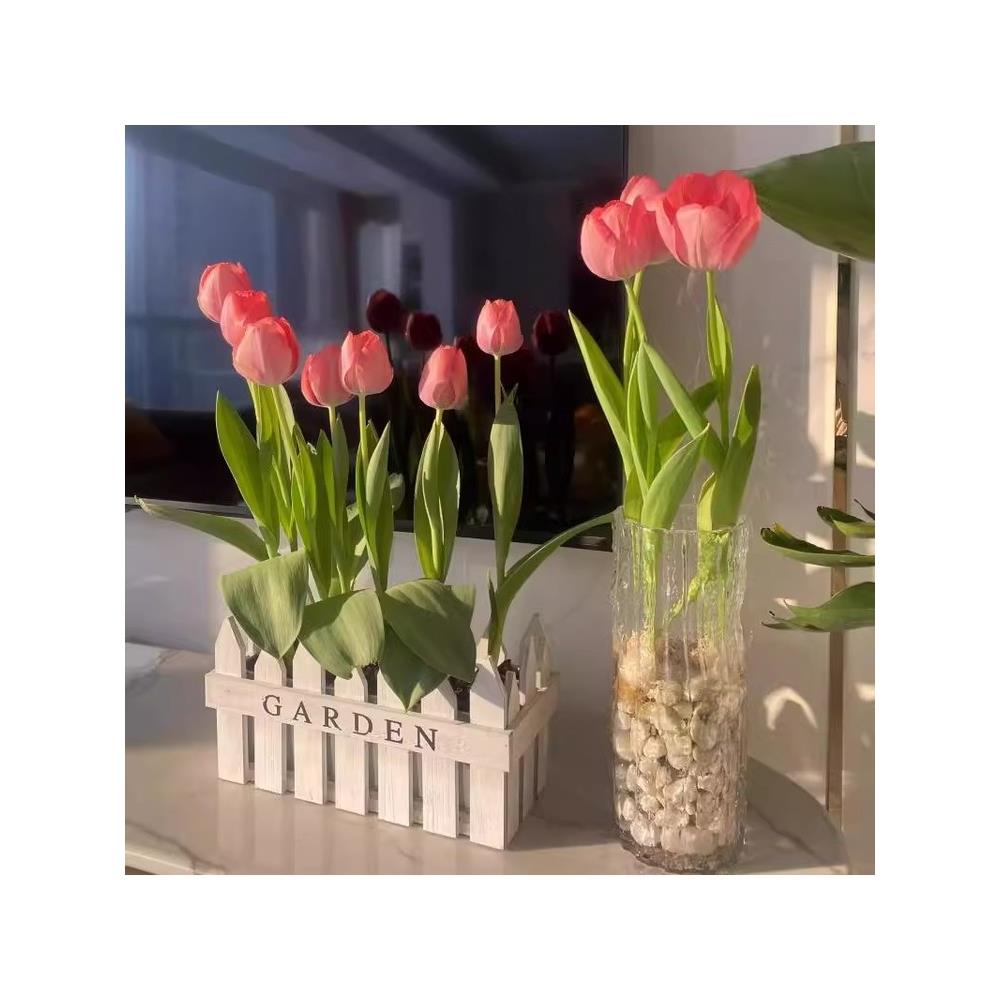 进口荷兰水培郁金香种球室