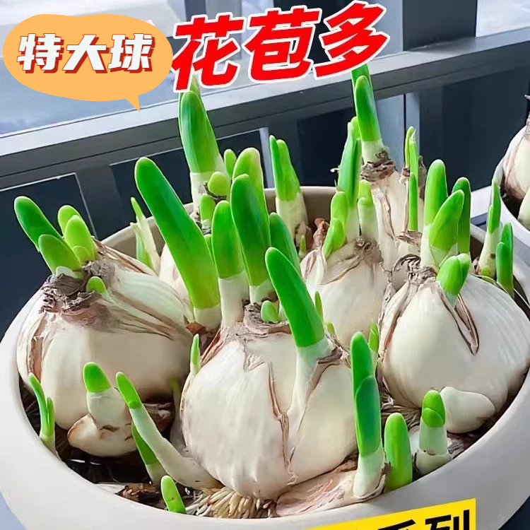 水仙花种球盆栽培室内四季