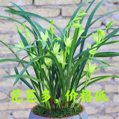 浓香兰花苗好养带苞七仙女