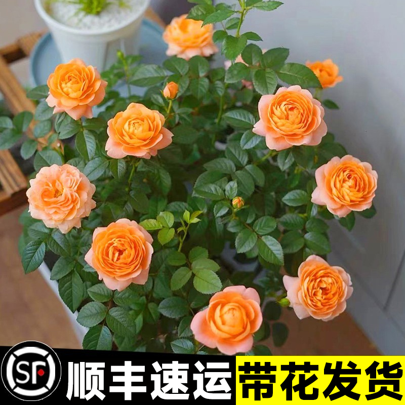 果汁阳台月季花苗盆栽带花苞花卉植物特大花玫瑰树苗鲜花阳台易活