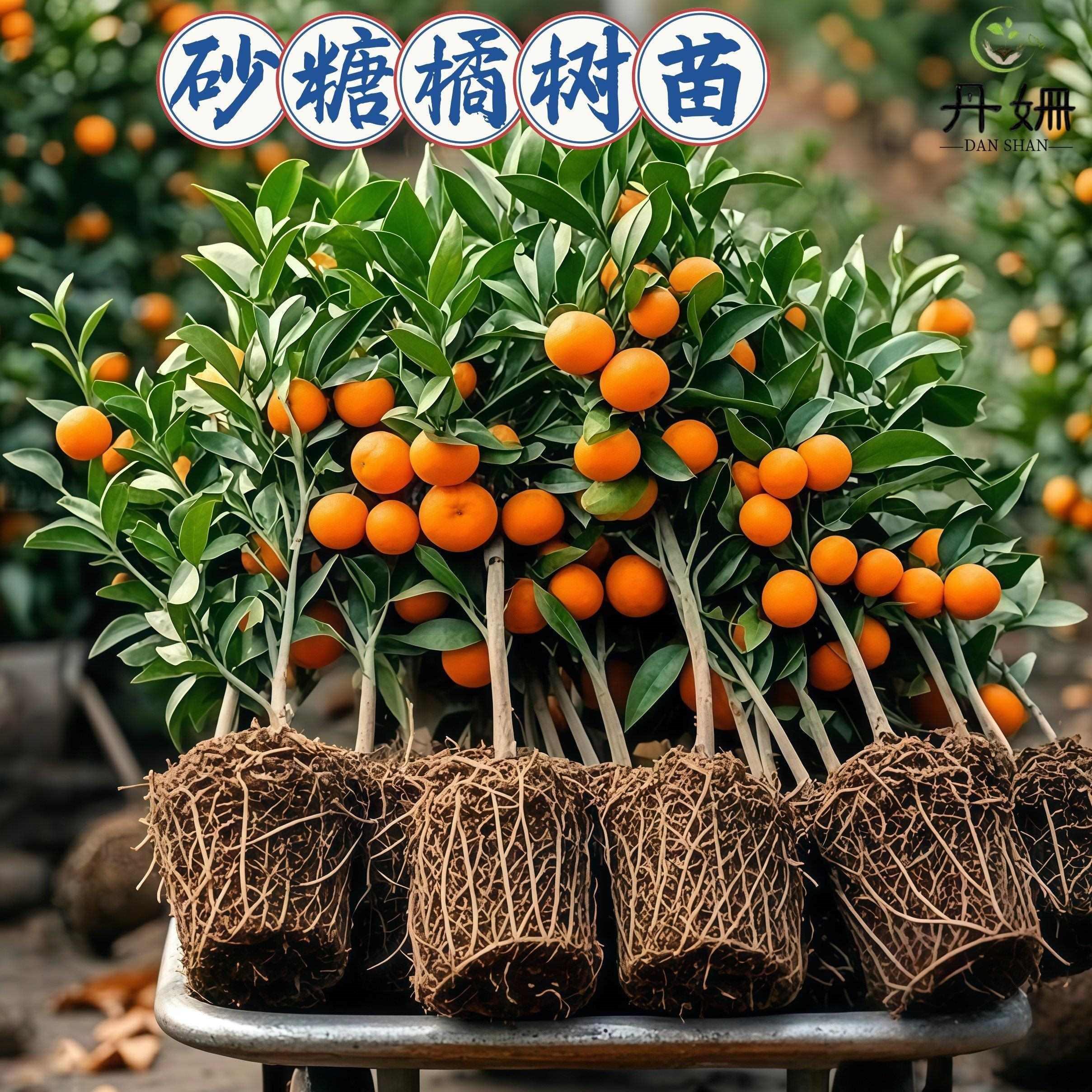 沙糖桔子树苗优质广西砂糖橘树苗橙子南方北方种植无籽橘子树果苗,鲜花速递/花卉仿真/绿植园艺,红掌/凤梨/温室花卉,淘宝优惠券,粉丝福利购,淘宝优惠卷