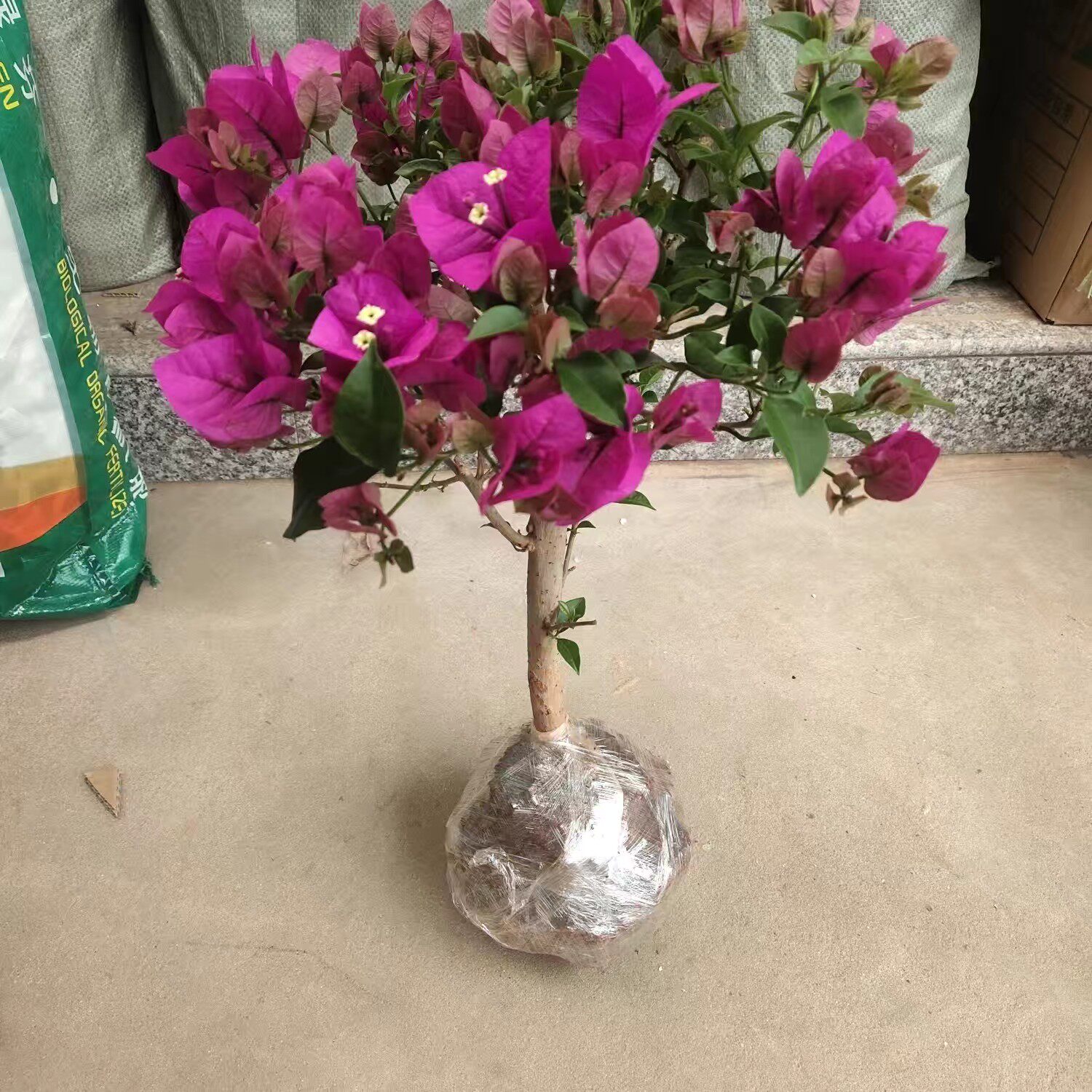 红花三角梅盆栽棒糖阳台庭