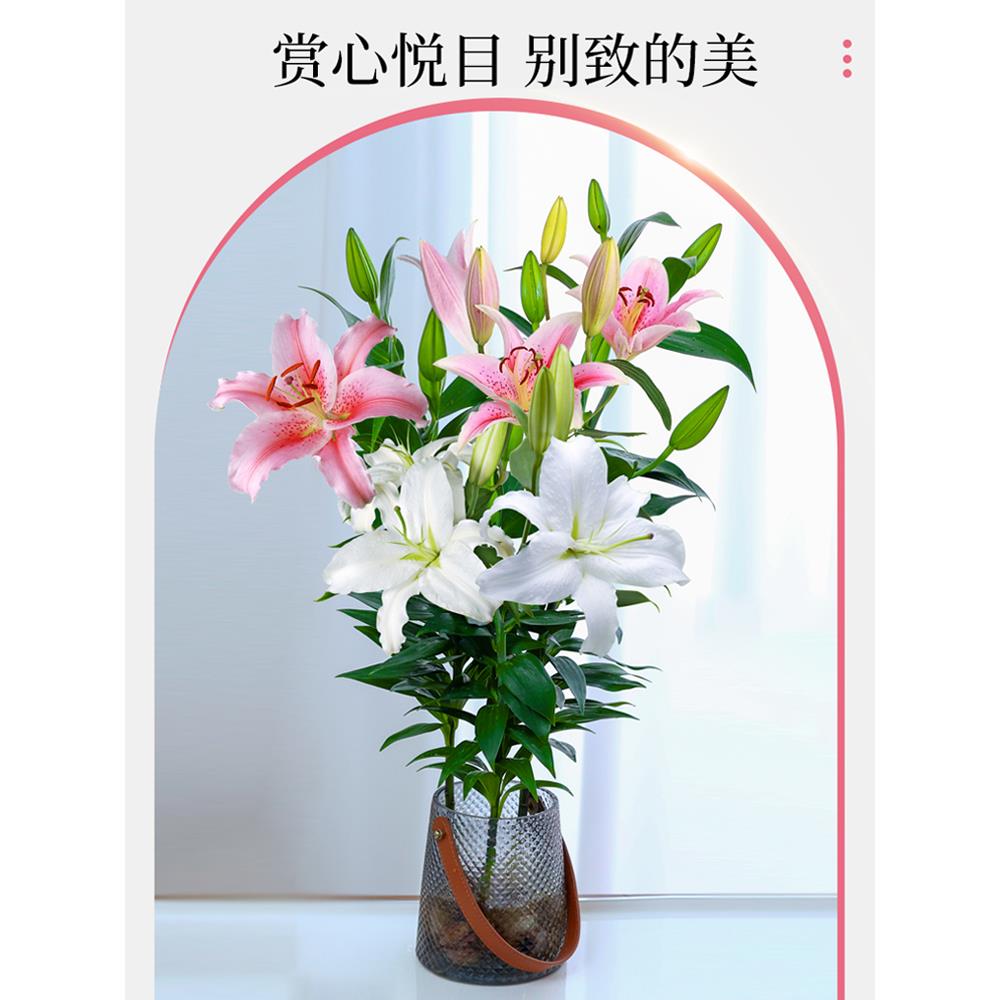 水培植物香水百合花盆栽带花苞室内办公室客厅好养花卉水养插花