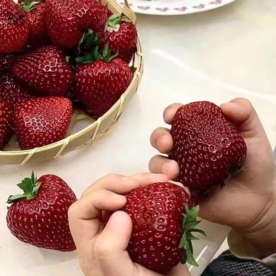 【黑珍珠草莓盆栽】即将开