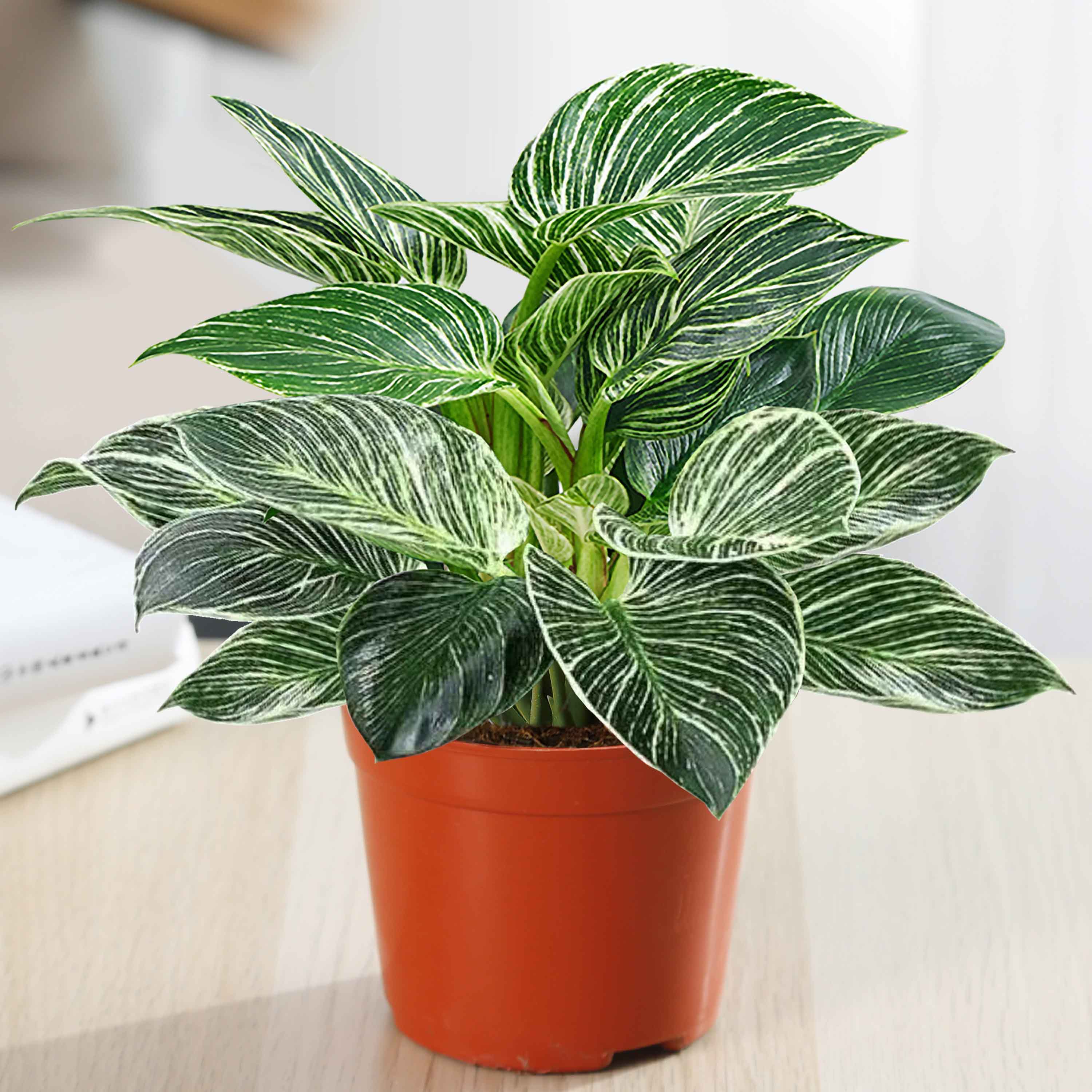 蔓绿绒铂金钻盆栽绿萝箩水培绿植物办公室内多肉四季好养易活花卉