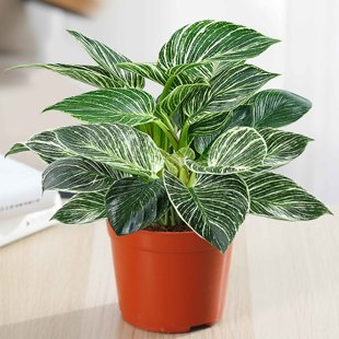 蔓绿绒铂金钻盆栽绿萝箩水培绿植物办公室内多肉四季 好养易活花卉