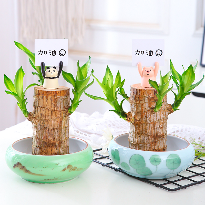 巴西木粗壮款大号幸运水培