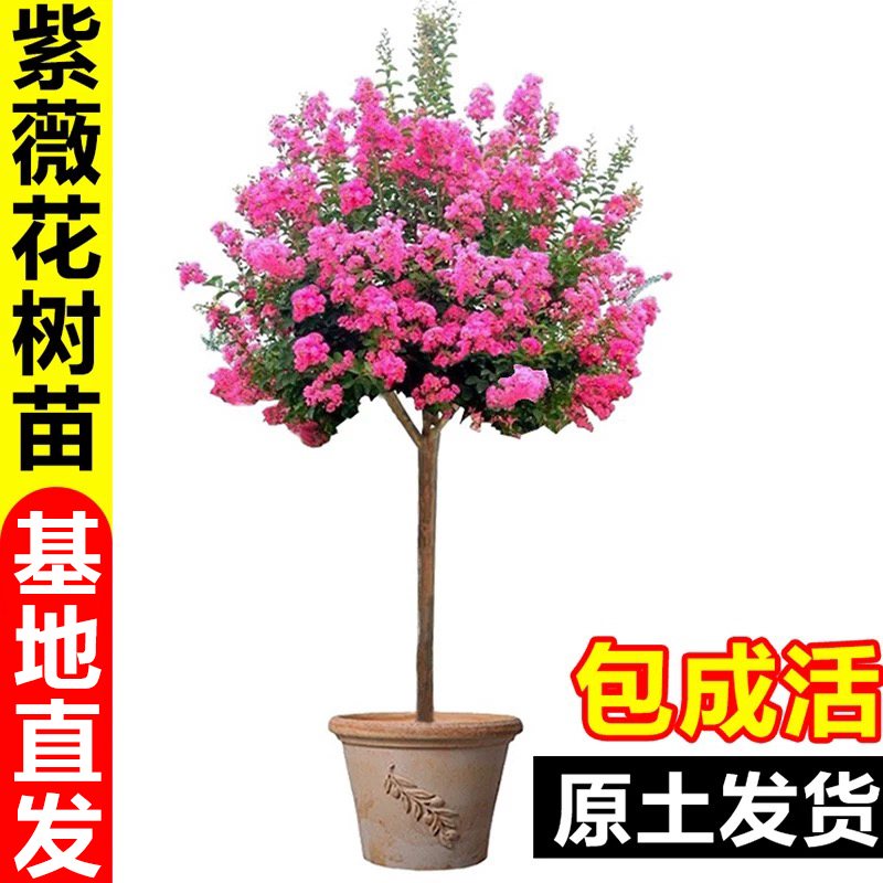 紫薇花树苗别墅庭院大型老