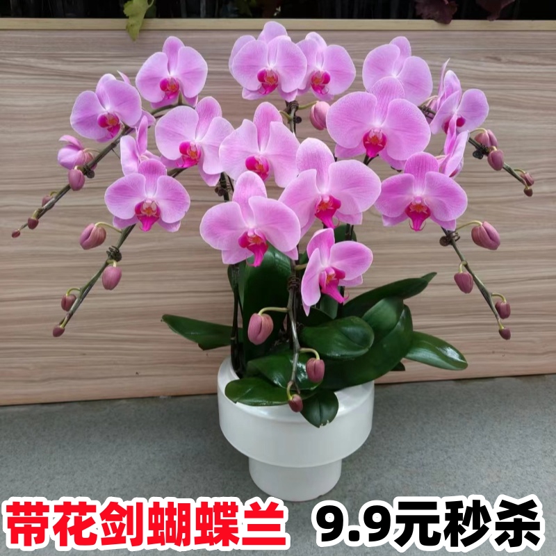 蝴蝶兰盆栽带花苞发货蝴蝶兰花苗大辣椒盆栽浓香型年宵花卉大苗