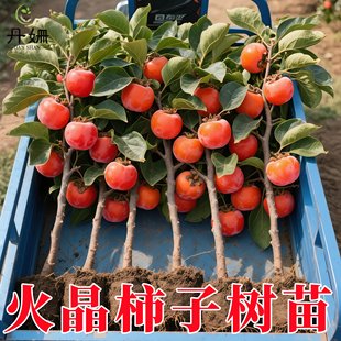火晶柿子树苖软柿子四季好养柿子树苖盆栽南方北方种植当年结果苖