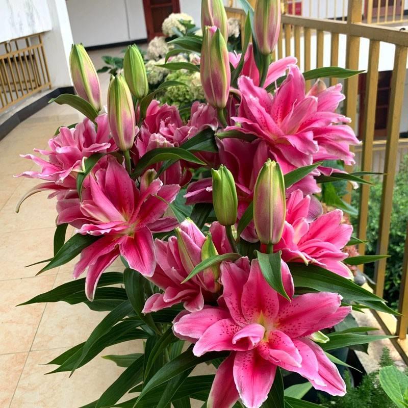 香水百合花种球带芽盆栽卉