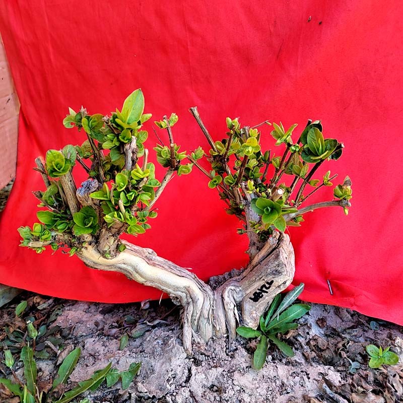 耐寒老桩金银花盆栽盆景不怕冻好养活室内庭院绿植花卉小老桩树形