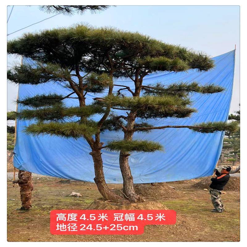 2米造型景松3米造型油松5米造型黑松泰山景松盆景基地