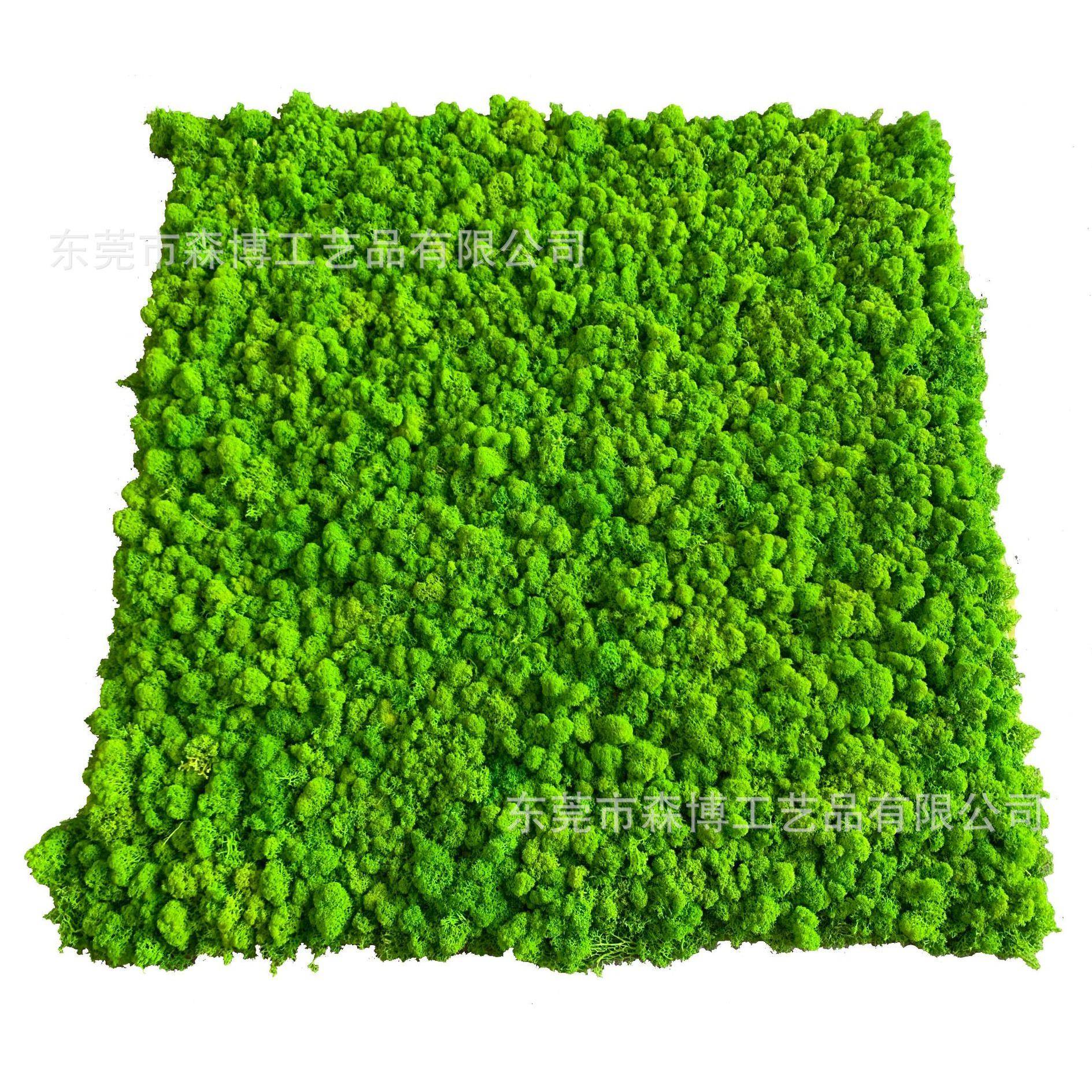 永生苔藓植物墙草皮绿植墙真青苔鹿蕊藓装饰背景办公室LOGO形象墙