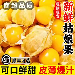 正宗新鲜黄金姑娘菇娘果东北灯笼果现摘现发皮薄爆汁可口鲜甜特产