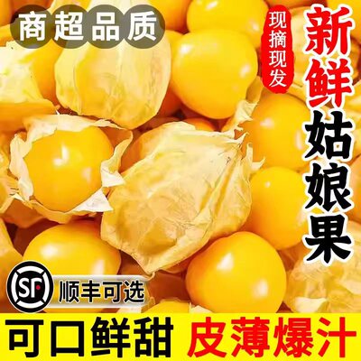 顺丰新鲜黄金姑娘菇娘果东北灯笼果现摘现发皮薄爆汁可口鲜甜特产