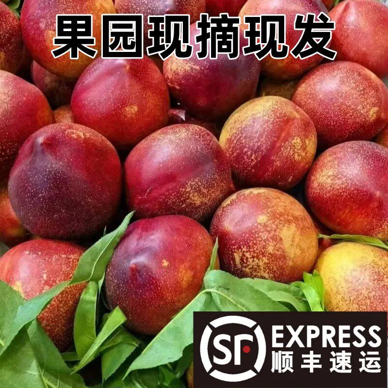 2026头茬黄心油桃麻脸新鲜脆甜水果当季孕妇黄肉批发桃子麻点顺丰