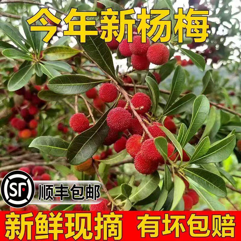 现货贵州杨梅新鲜现摘杨梅孕妇水果当季时令应季本地杨梅冷链包邮
