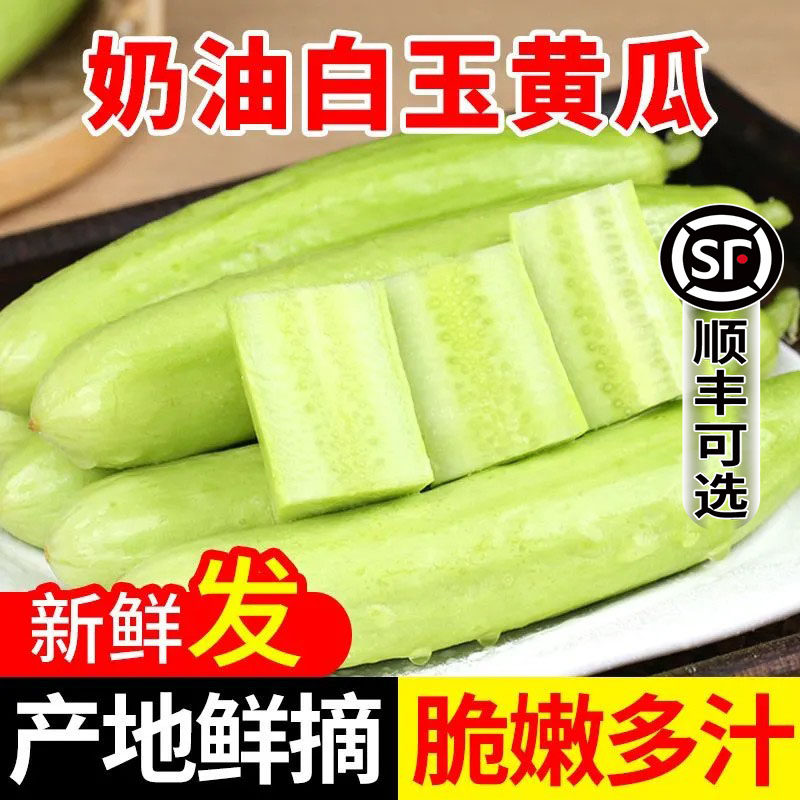 正宗海阳白玉黄瓜新鲜蔬菜时令水果生吃当季现摘青瓜小黄瓜整箱
