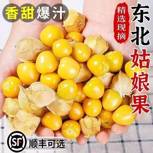 现摘东北黄金姑娘果菇娘灯笼果新鲜当季甜菇娘特产整箱包邮