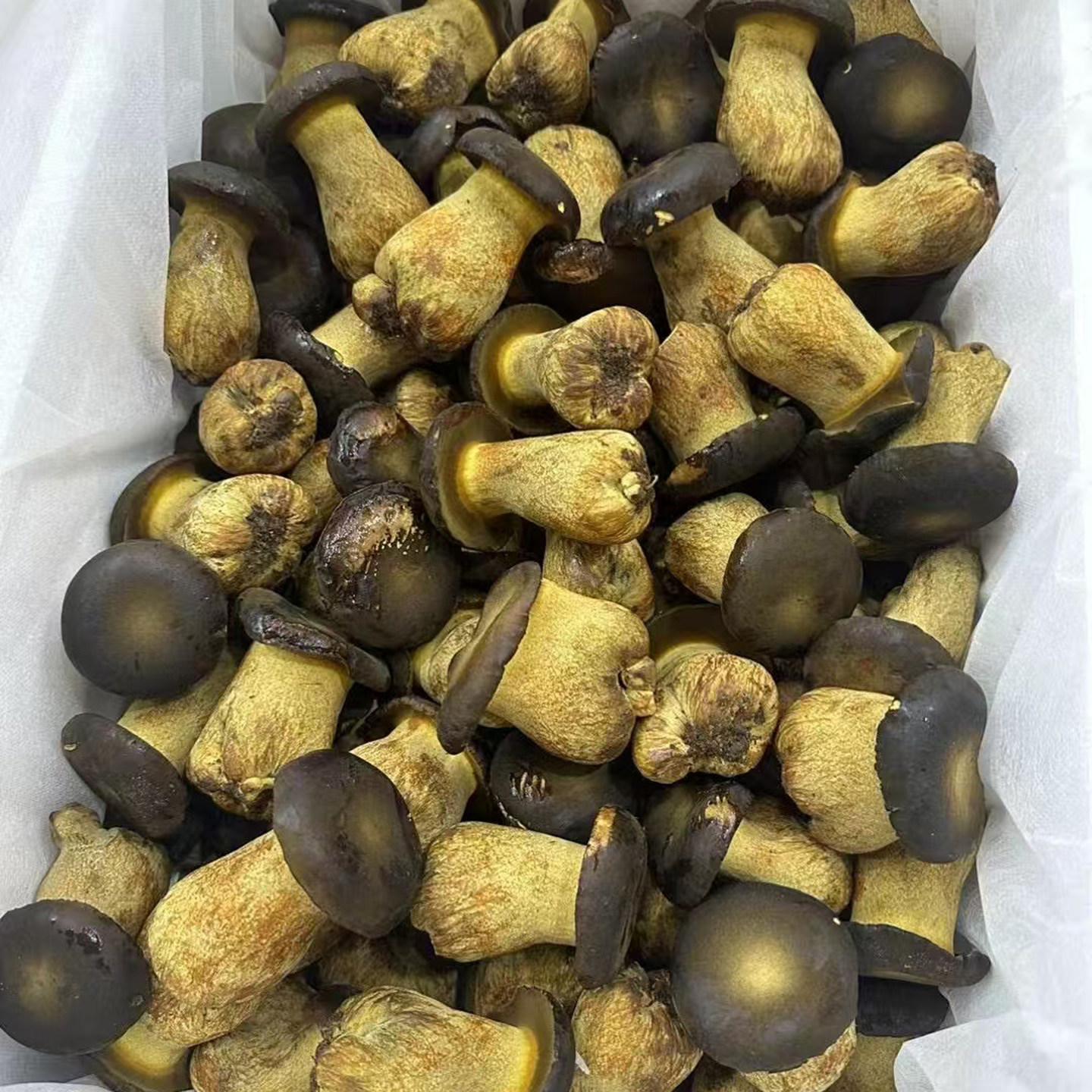 云南新鲜牛肝菌500g食用菌