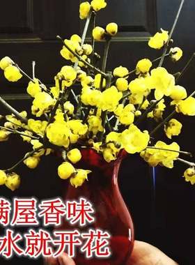 腊梅鲜花水养鲜切花枝条带花苞干枝泡水开花浓香型红梅花年宵花卉