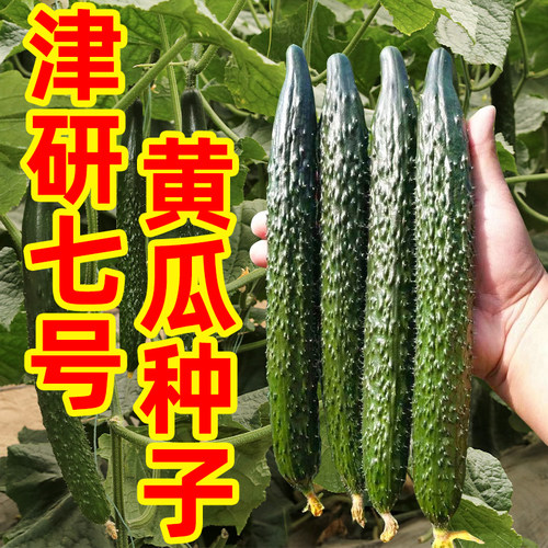 黄瓜种子大全阳台四季可种