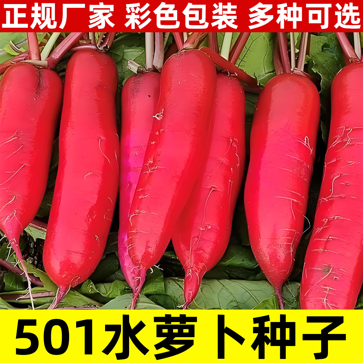 501水萝卜种子四季阳台蔬菜种子菜种子满身红萝卜籽种水果菜籽孑