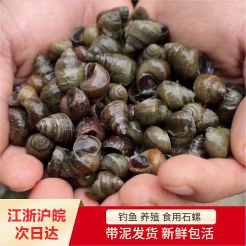 鲜活田螺打窝活饵钓青鱼批发
