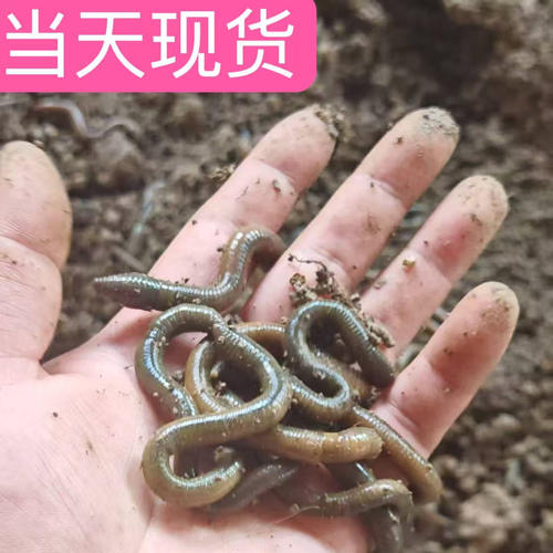 野生鲜活青蚯蚓活饵钓鱼黄鳝