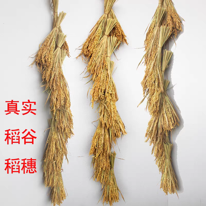 天然真实稻谷稻穗干花水稻农家乐装饰庭院挂串五谷丰登