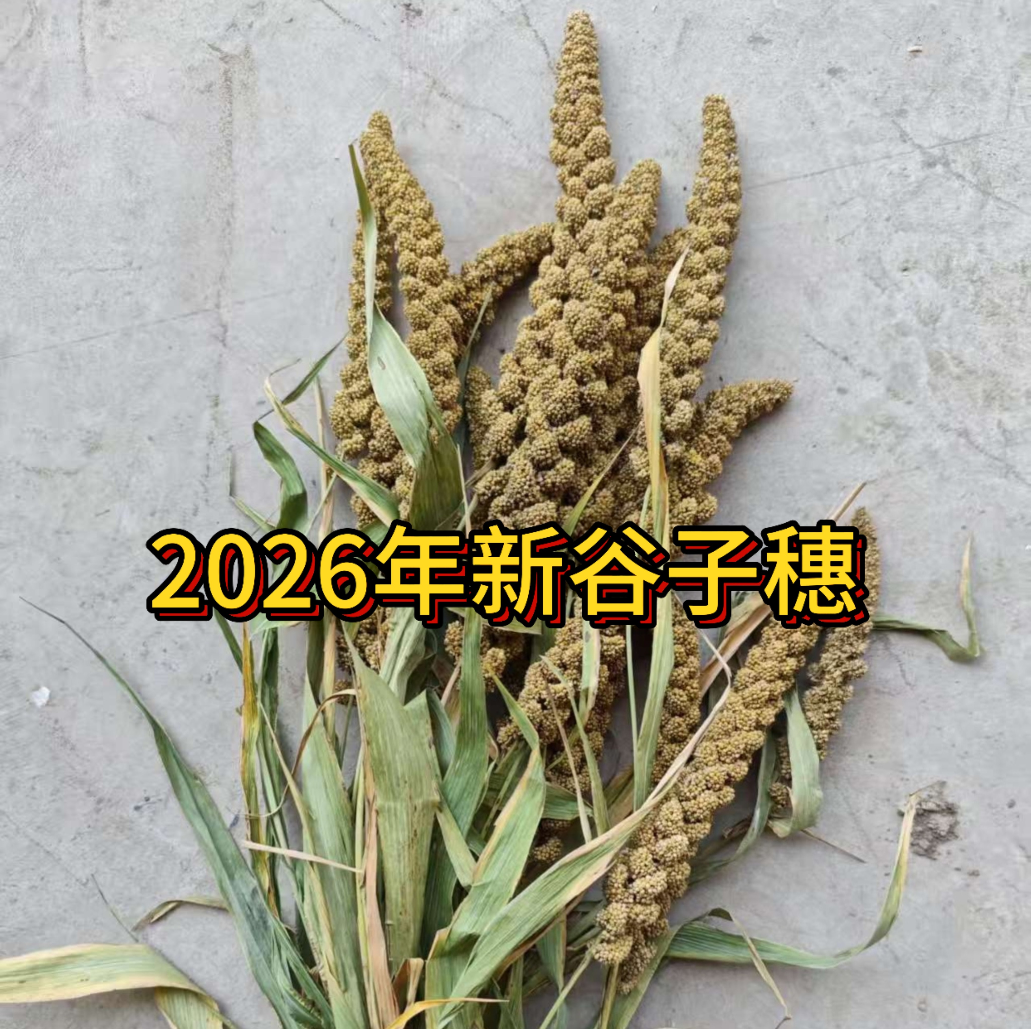谷子穗稷子穗带壳小米粮民俗传统五谷农家粟栗带皮黄小米五谷杂粮