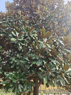 广玉兰叶子鲜切枝条水培绿植插花鲜花室内植物鲜切花天然真树叶子