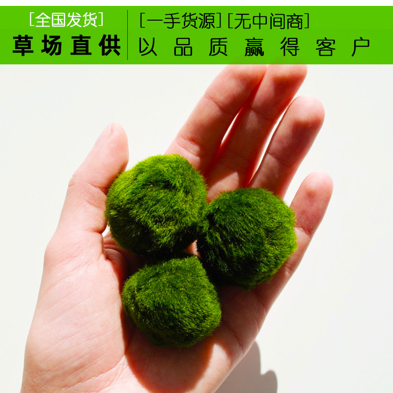 绿藻球 海藻球迷你水草球活体鱼缸生态造景前景真水草阴性藻球