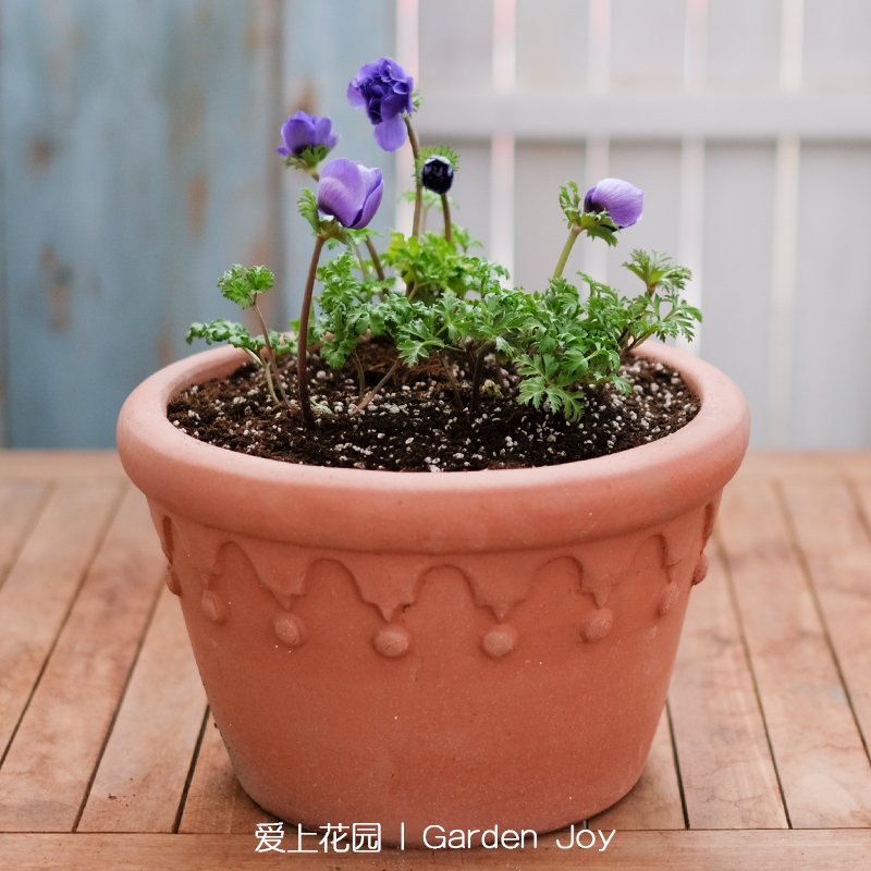 爱上花园红陶粗陶花盆陶盆盆器陶缸超大透气室外花园小丑帽子圆盆