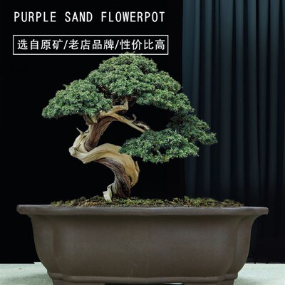 特大号紫砂莲花盆特价清仓多肉绿植盆景长方形种悬崖大号陶瓷花盆