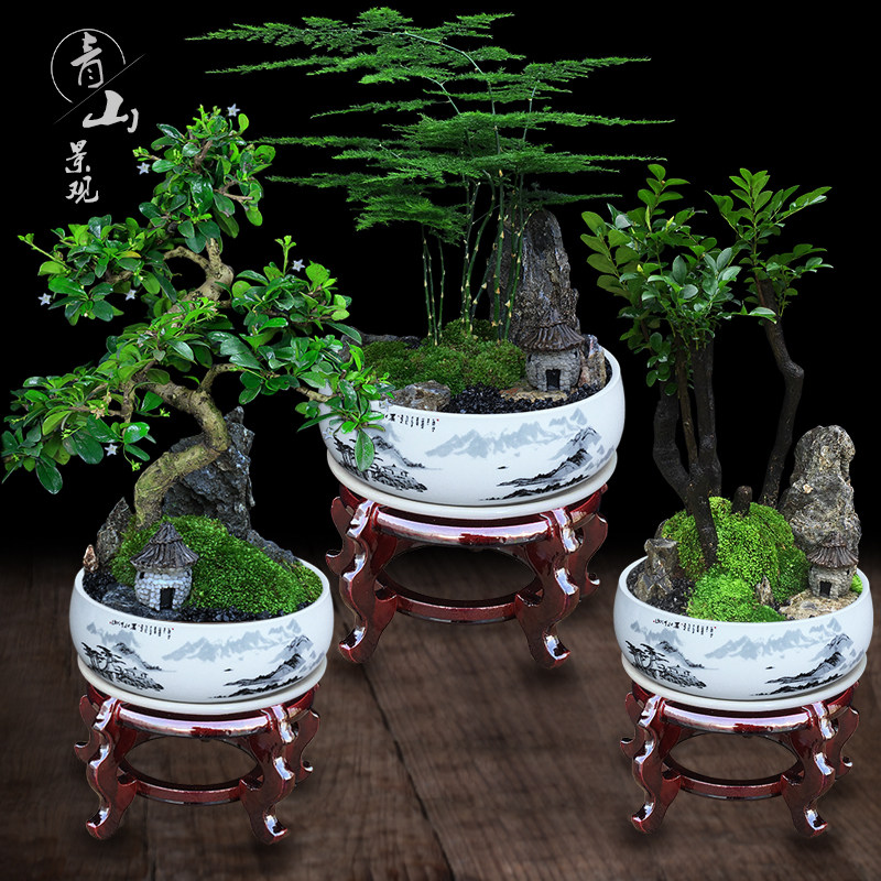 花卉植物室内文竹菩提盆栽办公室绿植金钱树罗汉松微景观山水盆景