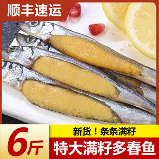 多春鱼满籽新鲜冷冻多籽鱼海鲜水产鲜活特大冻干海鱼烧烤食材包邮