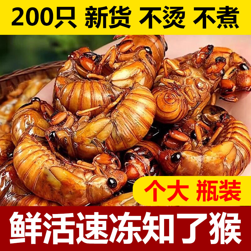 新鲜知了猴2026批发活体速冻金蝉知了鲜活蚕蝉蛹爬叉猴结了龟
