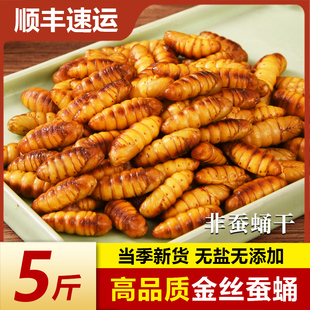 新鲜金丝蚕蛹鲜活冷冻商用烧烤特级山东特产农家桑蚕非蚕蛹干即食