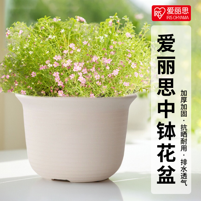 爱丽丝塑料树脂中钵控根绿