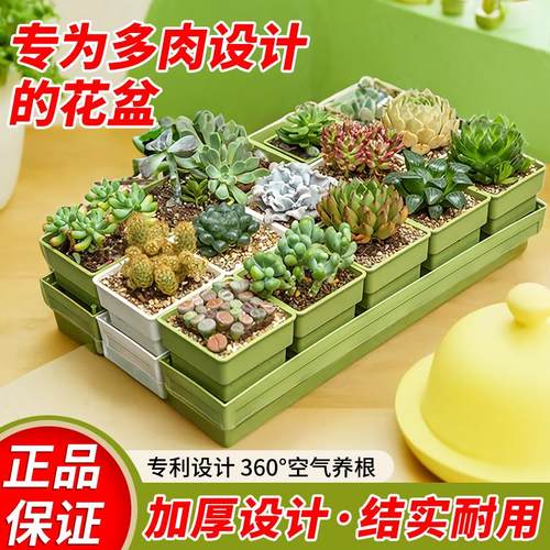 爱美多肉专用花盆小白方组