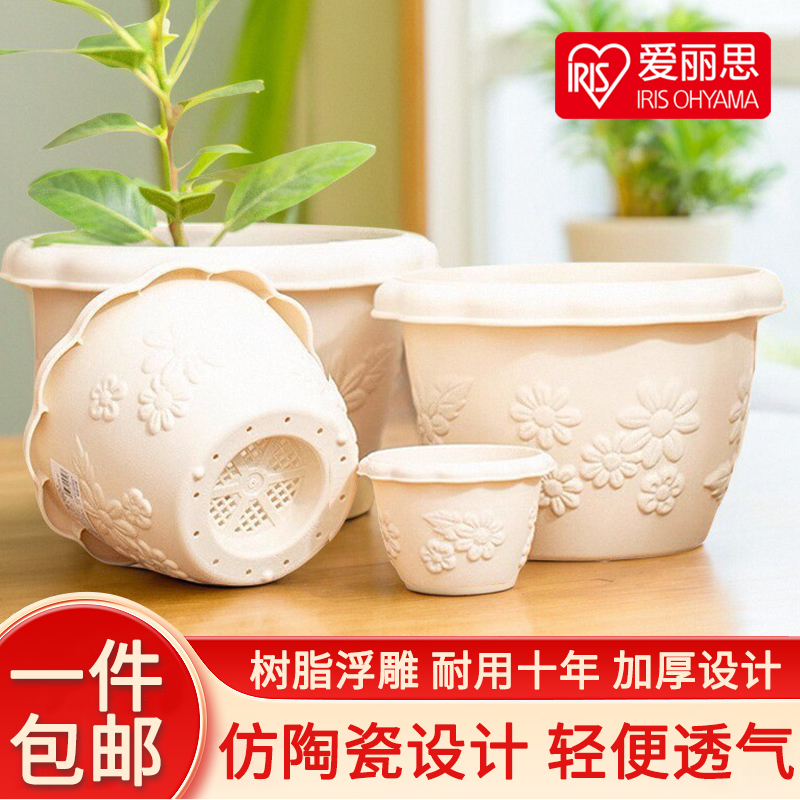 爱丽丝花盆中钵加仑植物控