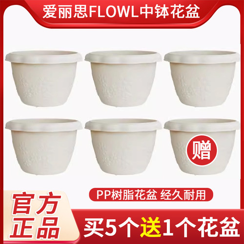 爱丽丝花盆中钵加仑植物控