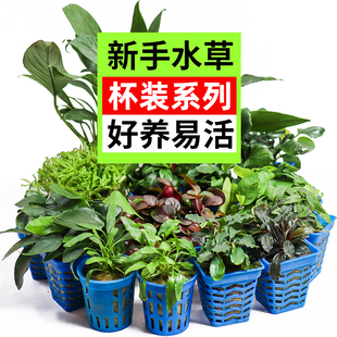 鱼缸草缸造景阴性活体水草小水榕小巴榕迷你水榕瓦利斯榕大叶榕