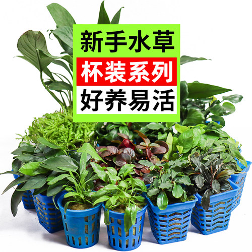 鱼缸草缸造景阴性活体水草小水榕小巴榕迷你水榕瓦利斯榕大叶榕