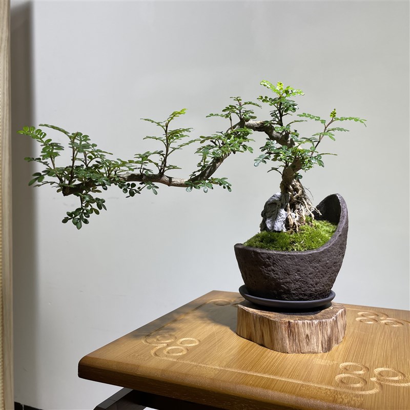 禅意胡椒木盆景室内悬崖临水老桩造型绿植清香木茶台茶室真树盆栽
