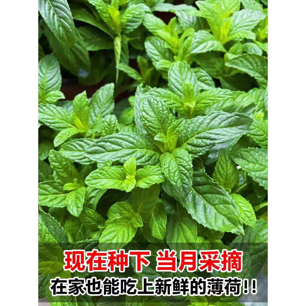 天然薄荷种子家种可食用薄荷种籽孑阳台庭院盆栽易种植猫薄荷种子