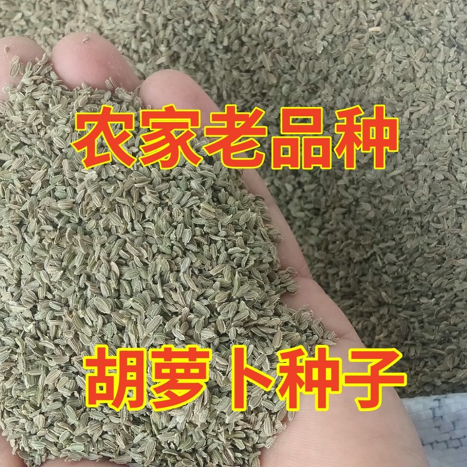 农家老品种胡萝卜种子九寸参胡萝卜红色胡萝卜种子家庭园艺种子