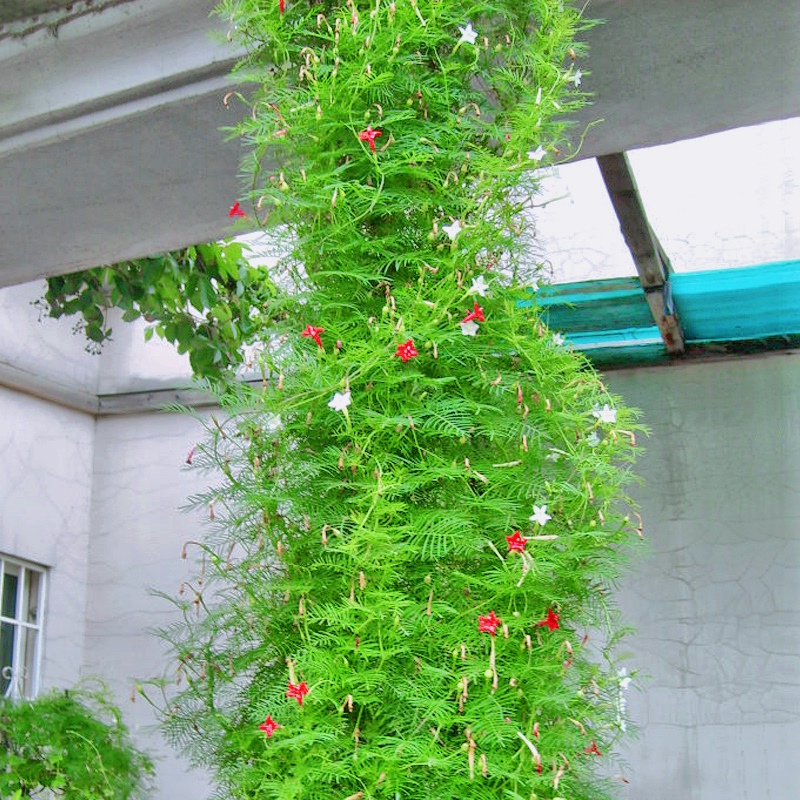 羽叶茑萝四季播遮阳攀爬藤蔓植物室内阳台围墙栅栏易活花卉花种子